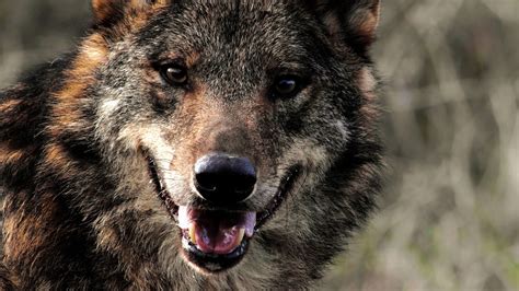 Lobo del la Sierra! – Eine Hommage an den wilden Charme des frühen Kinos